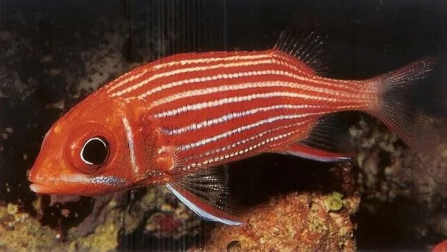 Hawaiian squirrelfish.webp