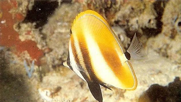 Highfin coralfish.webp