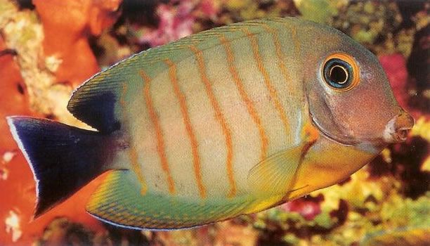 Indian mimic surgeonfish.jpg