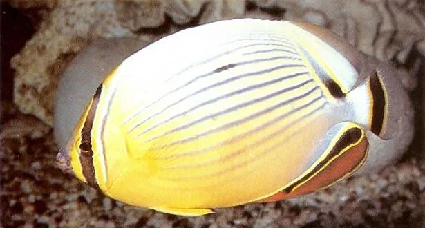 Indian ocean redfin butterflyfish.webp