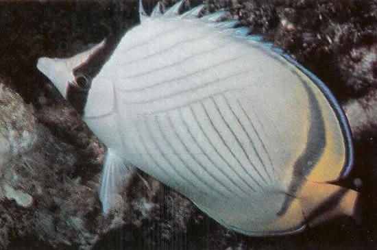 Indian vagabond butterflyfish.webp