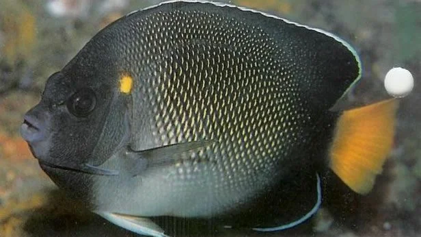 Indian Yellowtail Angelfish.webp