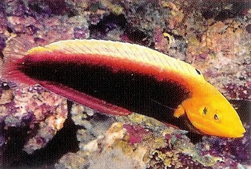 Iridis Wrasse.webp