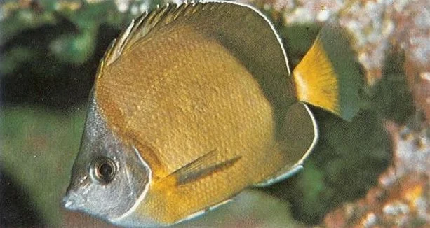 Japanese butterflyfish.webp