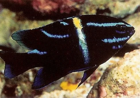 Javanese Damselfish.webp