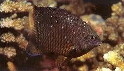 Jewel Damselfish.webp