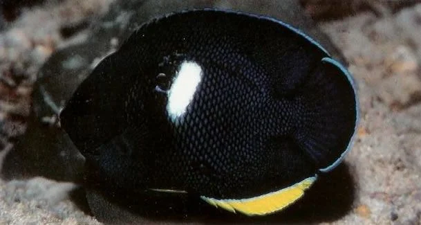 Keyhole Angelfish.webp