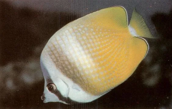 Kleins Butterflyfish.webp