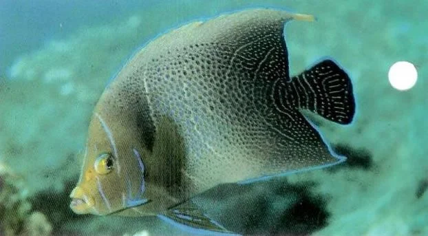 Koran Angelfish.webp