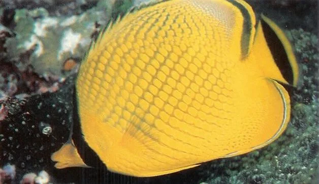 Latticed butterflyfish.webp