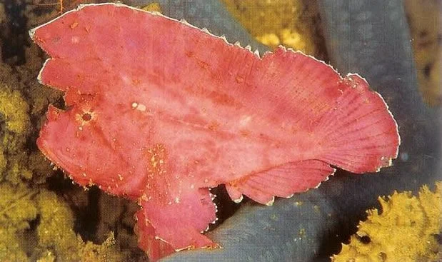 Leaf Scorpionfish.webp