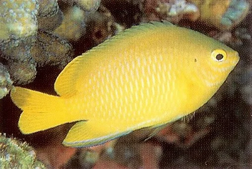 Lemond Damselfish.webp