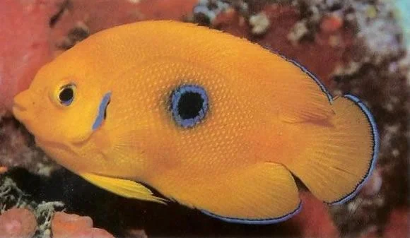 Lemonpeel Angelfish.webp