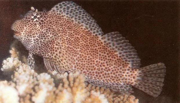 Leopard blenny.webp