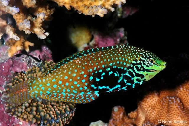 Leopard Wrasse.webp