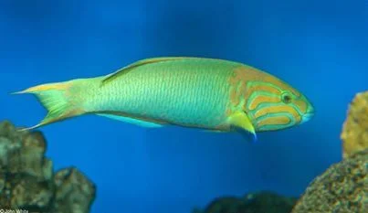 Lime Green Wrasse.webp