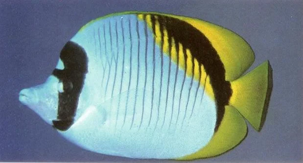 Lined butterflyfish.webp