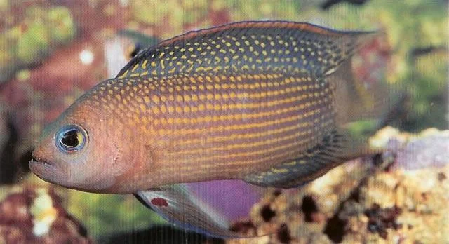 Longfin Dottyback.webp