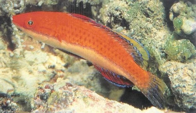 Longfin Fairy Wrasse.webp