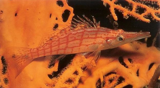 Longnose hawkfish.jpg