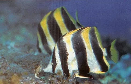 Lord Howe Butterflyfish.webp