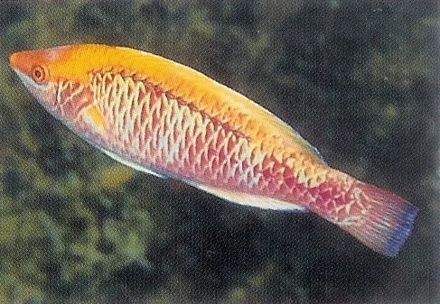 Lubbocks Fairy Wrasse.webp