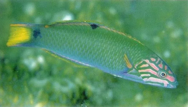 Lunare Wrasse.webp