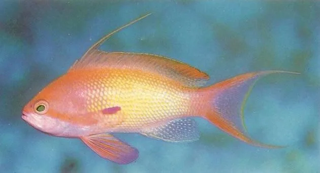 Lyretail Anthias Male.webp