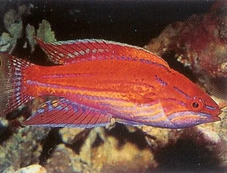 Lyretail Flasher Wrasse.webp