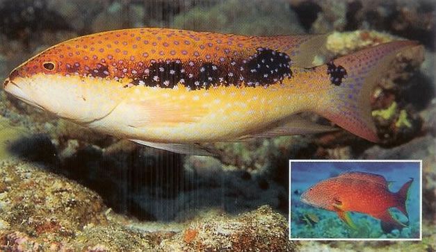 Lyretail grouper.jpg