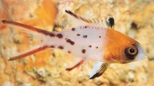 Lyretail Hogfish.jpg