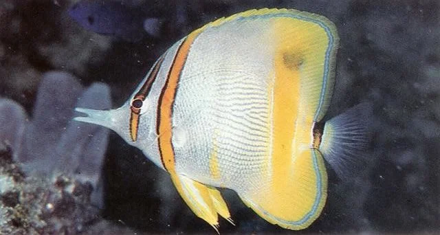 Margined butterflyfish.webp