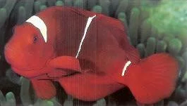 Maroon Anemonefish.webp