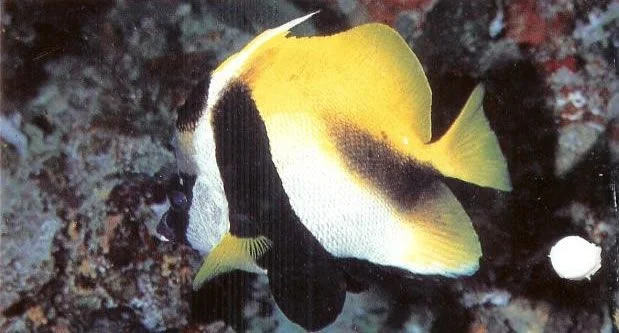 Masked Bannerfish.webp