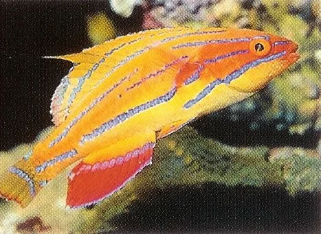 McCoskers Flasher Wrasse.webp