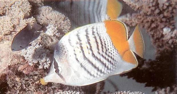 Merttens butterflyfish.webp