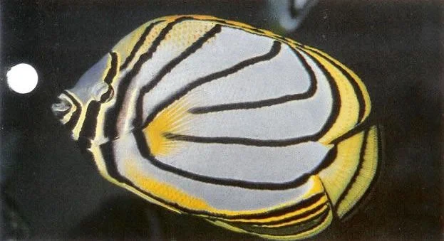 Meyers butterflyfish.webp