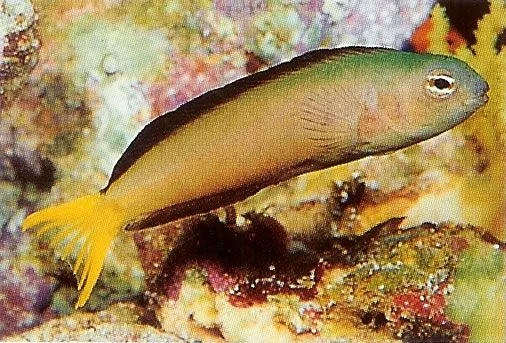 Mozambique fang blenny.webp