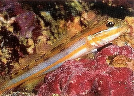 Muddy sleeper goby.webp