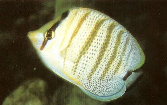 Multiband butterflyfish.webp