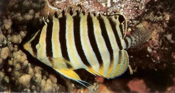 Multibarred Angelfish.webp