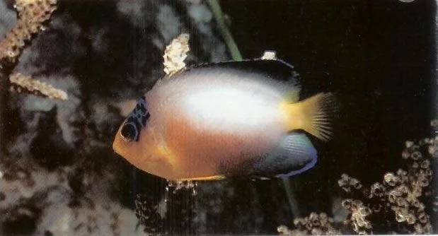 Multicolor angelfish.webp