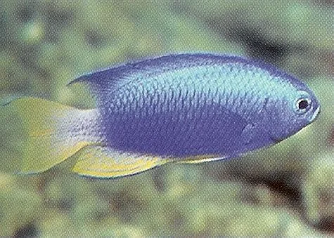 Neon Damselfish.webp