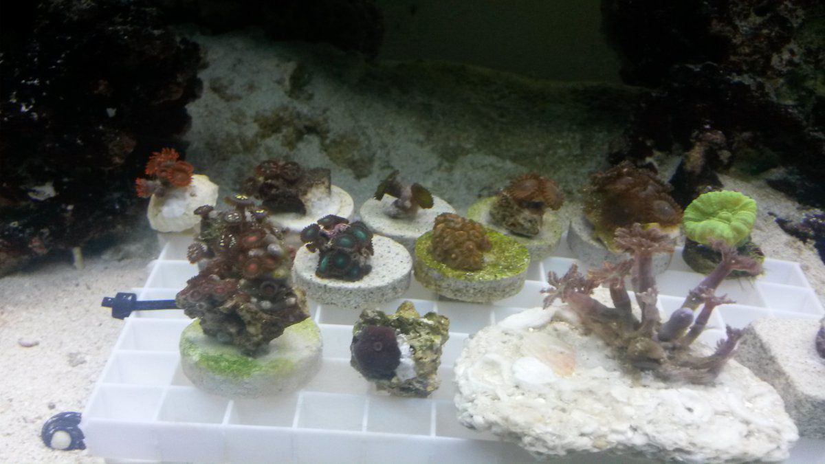 New Corals 9-10.jpg