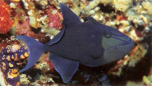 Niger Triggerfish.jpg