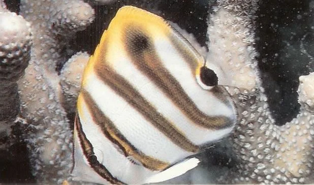 Ocellate coralfish.webp