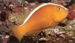 Orange Skunk Anemonefish.webp