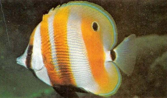 Orangebanded coralfish.webp