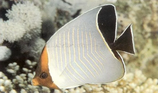 Orangeface butterflyfish.webp