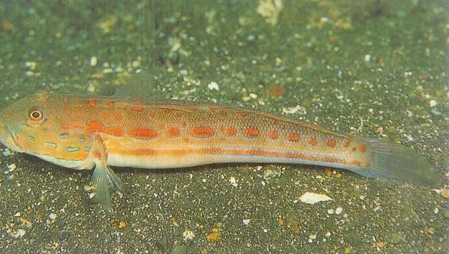 Orangespotted sleeper goby.webp